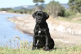 CANE CORSO 404